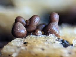 Attēlu rezultāti vaicājumam “Collaria arcyrionema stalked”