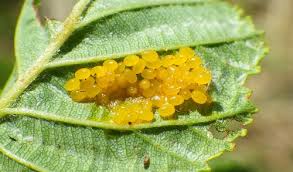 Attēlu rezultāti vaicājumam “Cribraria rubiginosa macro”