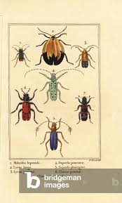 Attēlu rezultāti vaicājumam “Malachius bipustulatus”