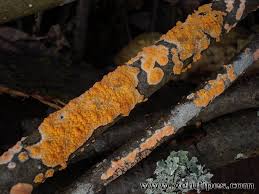 Attēlu rezultāti vaicājumam “Peniophora laurentii”