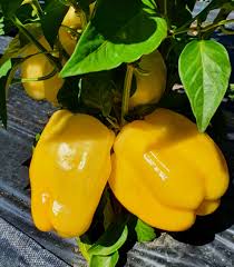 Afbeeldingsresultaat voor topepo giallo sweet pepper