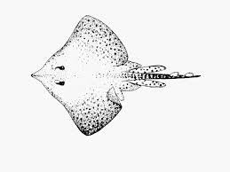 Image result for Raja straeleni