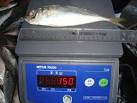 Frozen Japanese Horse Mackerel products,China Frozen Japanese ...
