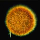 Attēlu rezultāti vaicājumam “Spongilla lacustris”