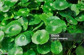 Attēlu rezultāti vaicājumam “Hydrocotyle vulgaris flower”