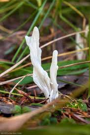 Attēlu rezultāti vaicājumam “Clavulina rugosa”