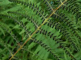 Attēlu rezultāti vaicājumam “Thelypteris palustris”