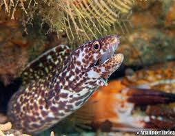 Image result for Gymnothorax moringa