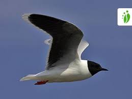 Attēlu rezultāti vaicājumam “Larus minutus adult”