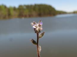 Attēlu rezultāti vaicājumam “Myosotis stricta”