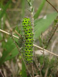 Attēlu rezultāti vaicājumam “Saturnia pavonia larva”