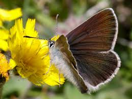 Attēlu rezultāti vaicājumam “Eumedonia eumedon underside”