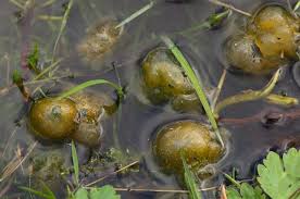 Attēlu rezultāti vaicājumam “Nostoc pruniforme”