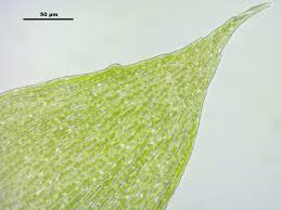 Attēlu rezultāti vaicājumam “Plagiothecium laetum”