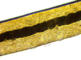 Image result for human hair microscope image