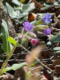 Attēlu rezultāti vaicājumam “Pulmonaria obscura leaf”