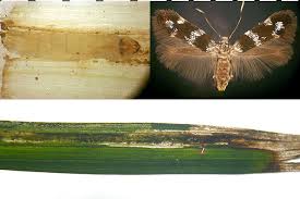 Attēlu rezultāti vaicājumam “Elachistidae”