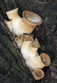 Attēlu rezultāti vaicājumam “Polyporus squamosus”