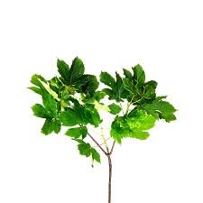 Attēlu rezultāti vaicājumam “Acer pseudoplatanus leaf”