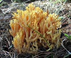 Attēlu rezultāti vaicājumam “Ramaria flava”