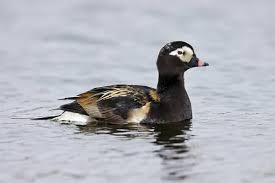 Attēlu rezultāti vaicājumam “Clangula hyemalis male”