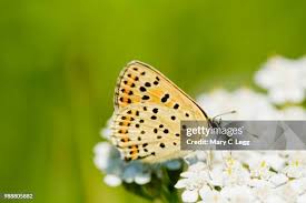 Attēlu rezultāti vaicājumam “Lycaena tityrus female”