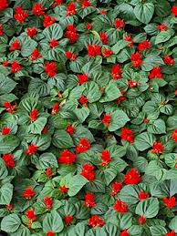 Image result for Salvia splendens