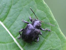 Attēlu rezultāti vaicājumam “Adoxus obscurus”