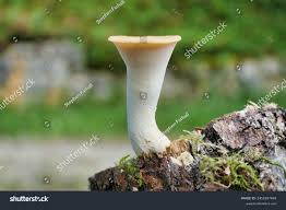 Attēlu rezultāti vaicājumam “Polyporus tuberaster”