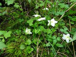 Attēlu rezultāti vaicājumam “Moneses uniflora leaf”