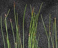 Attēlu rezultāti vaicājumam “Eleocharis quinqueflora”