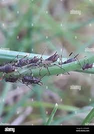 Attēlu rezultāti vaicājumam “Uroleucon hypochoeridis”