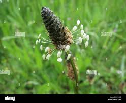 Attēlu rezultāti vaicājumam “Plantago lanceolata bud”