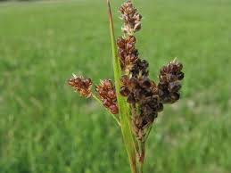 Attēlu rezultāti vaicājumam “Luzula multiflora”