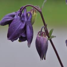 Image result for Alpenmohn