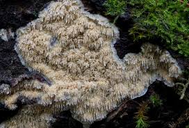 Attēlu rezultāti vaicājumam “Basidioradulum radula”