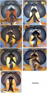 Attēlu rezultāti vaicājumam “Chrysotoxum sp.”