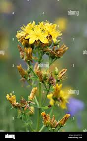 Attēlu rezultāti vaicājumam “Hypericum maculatum flower”