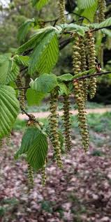 Attēlu rezultāti vaicājumam “Carpinus betulus”