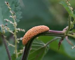 Attēlu rezultāti vaicājumam “Puccinia urticata”