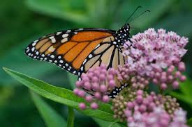 Image result for monarch butterfly