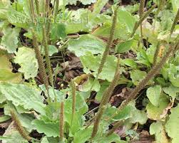Attēlu rezultāti vaicājumam “Plantago major”