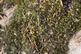Attēlu rezultāti vaicājumam “Bryum argenteum sporophyte”