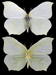 Attēlu rezultāti vaicājumam “Gonepteryx rhamni female”