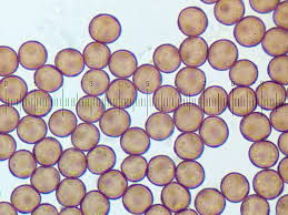 Attēlu rezultāti vaicājumam “Didymium bahiense spores”