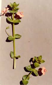 Image result for Anagallis arvensis