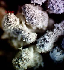 Attēlu rezultāti vaicājumam “Didymium crustaceum macro”