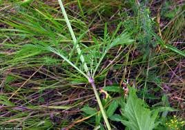 Image result for Scabiosa ochroleuca