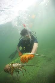 Image result for Duchy Divers