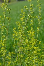 Attēlu rezultāti vaicājumam “Galium verum”